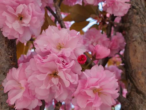 Rperaltatorres en Hamelin: Flora  (Leganés), Prunus serrulata, #primavera #spring... 