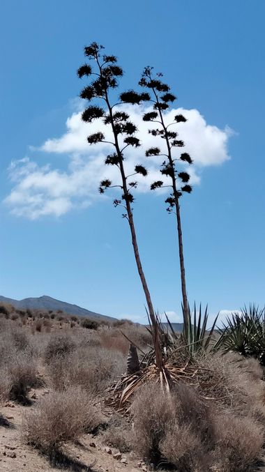 Solerantonio2 en Hamelin: Paisaje  (Níjar), Paisaje natural del cabo de gata