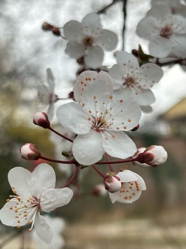 Eudimer20 en Hamelin: Flora, #flora 