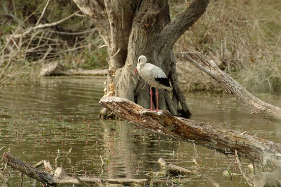 Inakiberruetaacebes en Hamelin: Fauna  (Legutio), Ciconia ciconia (Linnaeus, 1758), #cigueña #pantano 