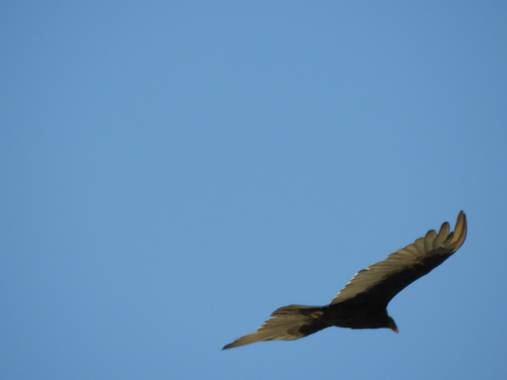 Rodrigo Tejeiro en Hamelin: Fauna  (Balneario Las Grutas), Cathartes aura (Linnaeus, 1758), #aves21 