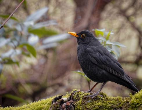 Eritz.cortazar en Hamelin: Fauna  (Barakaldo), Turdus merula Linnaeus, 1758, Mirlo 🐦

#mirlo #turdus #turdusmerula #tordo #ave #aves21 #bird #birdphoto #b...
