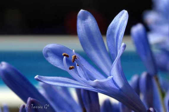 manuel.torres1 en Hamelin: Flora  (El Vendrell), #flora21