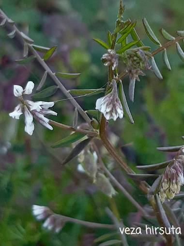 Mpinfante en Hamelin: Flora, Vicia hirsuta, .