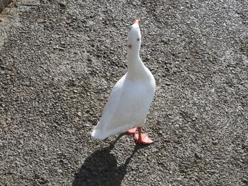 Solerantonio2 en Hamelin: Fauna  (Almería), Ave