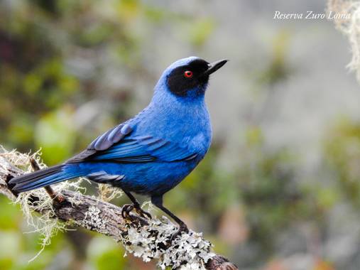 zuro roma reserve en Hamelin: Fauna  (Nono), Diglossa cyanea (Lafresnaye, 1840), #birdwatching #birdwatchers #birding #birds #ecuador  #birdsofecuador #bir...