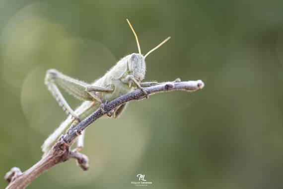 miguellorenzo en Hamelin: Fauna  (Algeciras), Saltamontes egipcio (Anacridium aegyptium). 