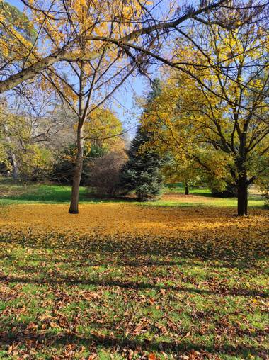 Natalyospina9921 en Hamelin: Paisaje  (Madrid), El otoño siempre trae una hermosa paleta de colores mágicos #parquesyjardines 