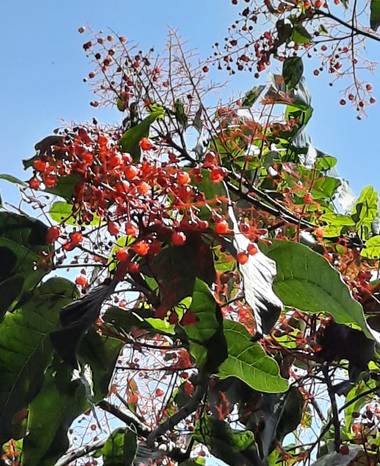 Naomi en Hamelin: Flora  (Barcelona), #fruto#árbol 