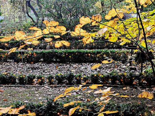 Trasgusmc7 en Hamelin: Paisaje, #parquesyjardines 
@trasgusmc7
Mari Carmen
Botánico de Madrid