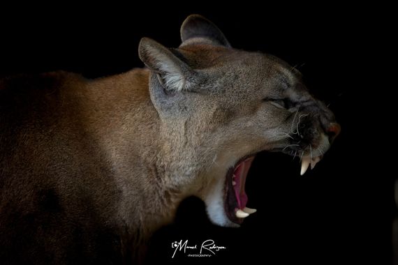 manuel_rodriguezperez en Hamelin: Fauna, #bigcats 