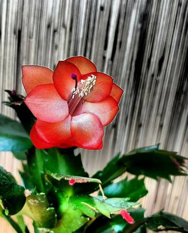 Rosa del Desierto en Hamelin: Flora  (Barcelona)