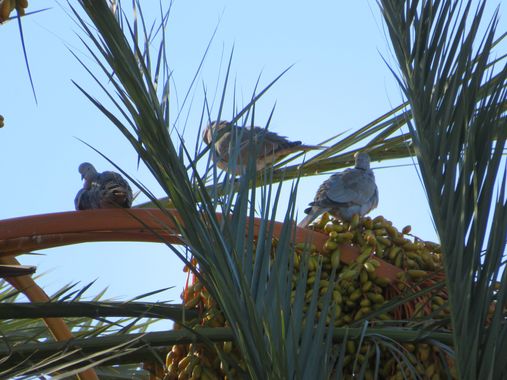 Solerantonio2 en Hamelin: Fauna  (Almería), Tórtola turca
