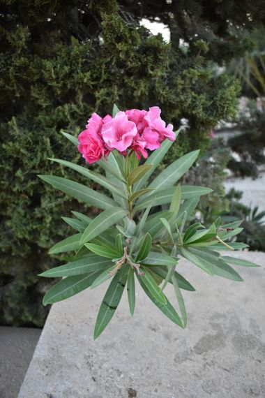 Solerantonio2 en Hamelin: Flora  (Almeria), Nerium oleander, Planta