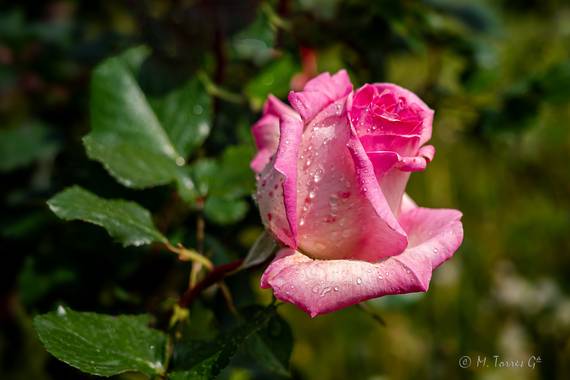 manuel.torres1 en Hamelin: Flora  (Barcelona), #flora21