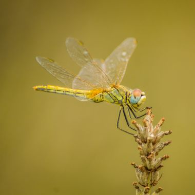 Claudiottomani en Hamelin: Observación  (Viladecans), Sympetrum fonscolombii Selys, 1840, The baterfly..... 