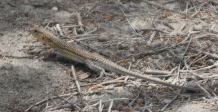Solerantonio2 en Hamelin: Fauna  (Cabo de Gata), Reptil