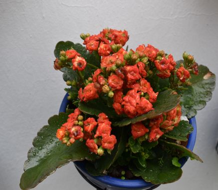 Solerantonio2 en Hamelin: Flora  (Córdoba), Kalanchoe blossfeldiana, Planta