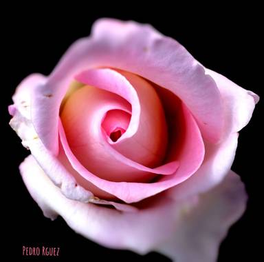 PEROMA_PHOTO en Hamelin: Flora  (Cártama), Rosa chinensis, Rosa