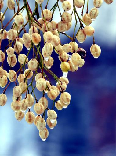 Rafaelcastillo59 en Hamelin: Flora  (Albacete), Melia azedarach, Frutos del cinamomo
#invierno20 