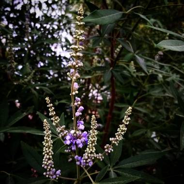 Navarroarevalomariateresa en Hamelin: Flora  (Viesca), Vitex agnus-castus, Madurando!