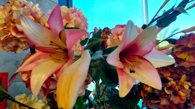 Solerantonio2 en Hamelin: Flora  (Jumilla), Planta