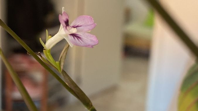 Eudimer20 en Hamelin: Flora, #flower #plants