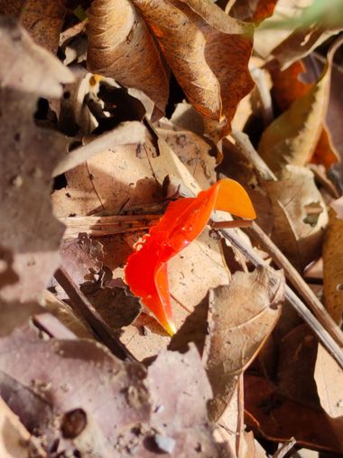 rosariohigueras08 en Hamelin: Flora  (Coroico), #naranja #hojas #petalos 