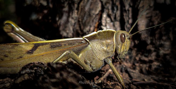 Phototero  en Hamelin: Fauna  (Chiclana de la Frontera), #hamelin #hamelin20 #photo #insectos #saltamontes #photolover #macronaturaleza #aves21 #aves #aves...