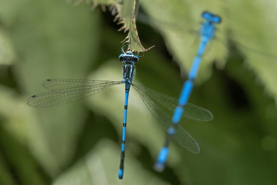 Ignicapillus en Hamelin: Fauna, Coenagrion puella

Finales de mayo 2023. Haciendo paradas para macrear a lo largo de la carretera comarcal BV-4608 entre S...