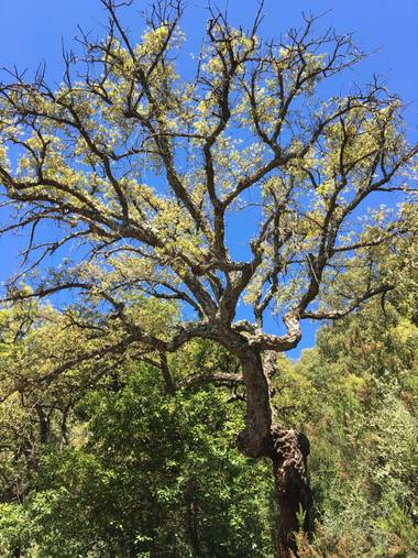 auricahk en Hamelin: Flora, Costa Del Sol