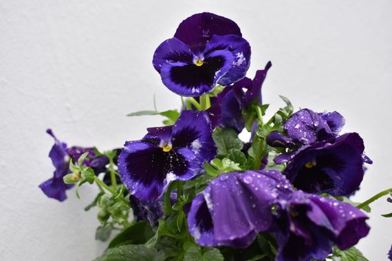 Solerantonio2 en Hamelin: Flora  (Córdoba), Viola × wittrockiana, Planta