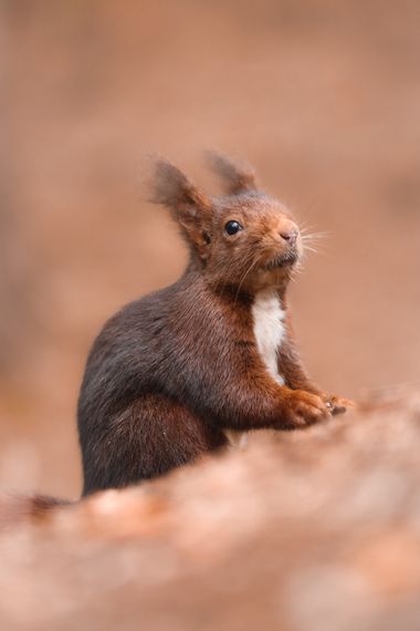 Eritz.cortazar en Hamelin: Fauna, Sciurus vulgaris Linnaeus, 1758, ardilla roja