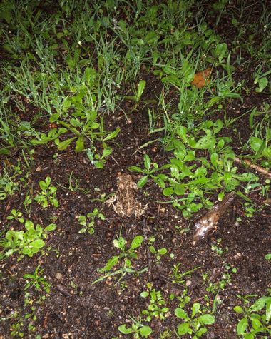 Info en Hamelin: Fauna, Tiempo de lluvia y ranas