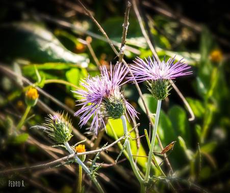 PEROMA_PHOTO en Hamelin: Flora  (Vélez-Málaga), .