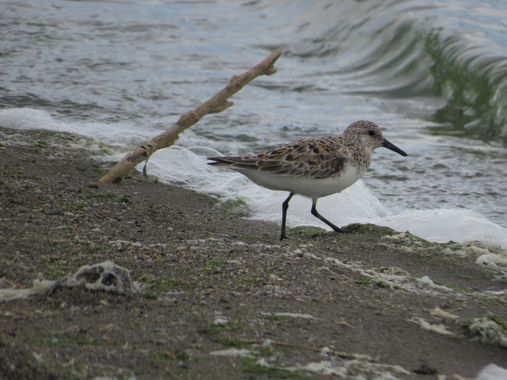 Solerantonio2 en Hamelin: Fauna  (Almeria), Calidris alba (Pallas, 1764), Ave