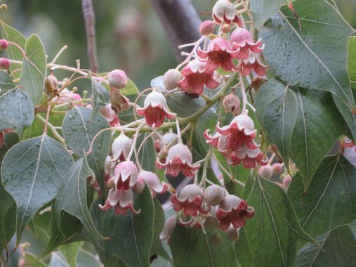 Solerantonio2 en Hamelin: Flora  (Almería), Brachychiton populneus, Planta