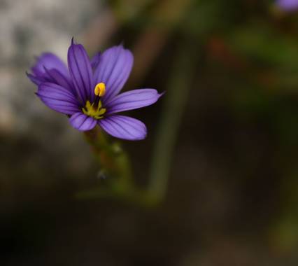 Josefina en Hamelin: Flora  (Punilla), #fotografia #flora #flor 