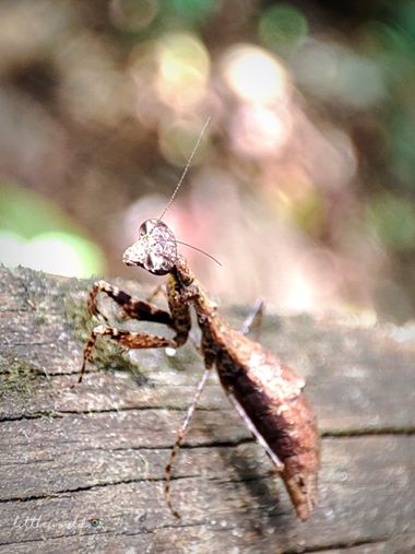littleworld28 en Hamelin: Fauna  (Medellín), 🌿#mantis #insectos #colombia 