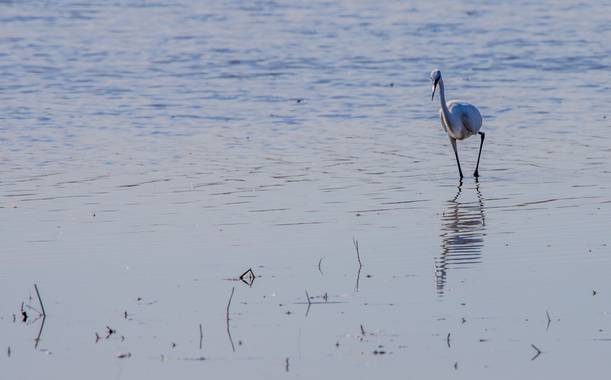 Robertosallen en Hamelin: Fauna 