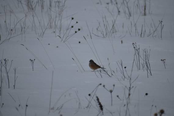 Belenhernandezg en Hamelin: Fauna, Emberiza cia Linnaeus, 1766, #invierno20