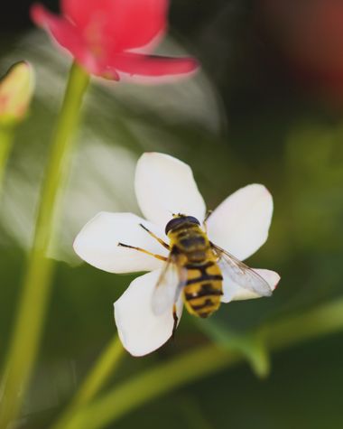 Juanatlantida82 en Hamelin: Fauna, #abejas 