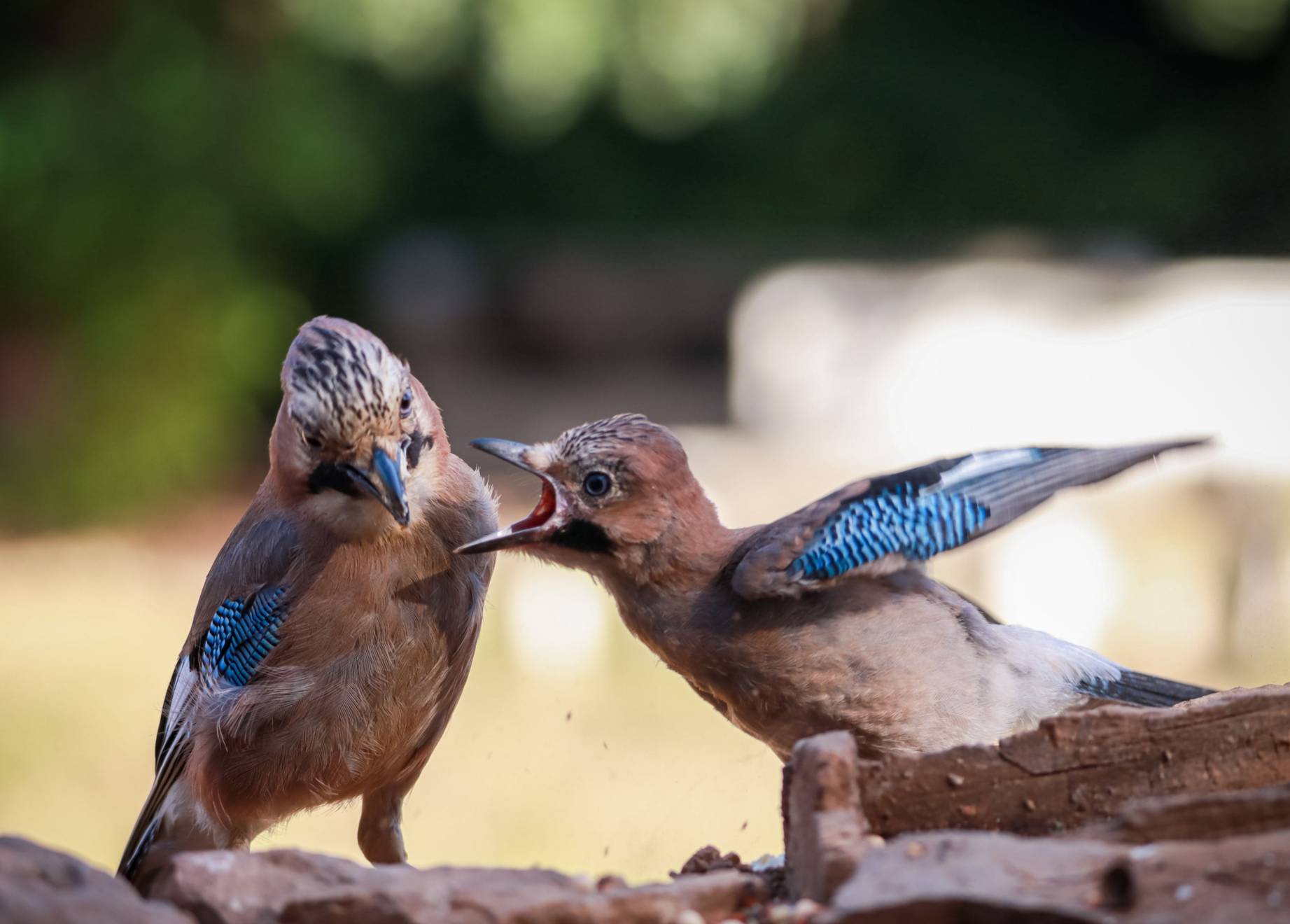 Arrendajo euroasiático (Garrulus glandarius)