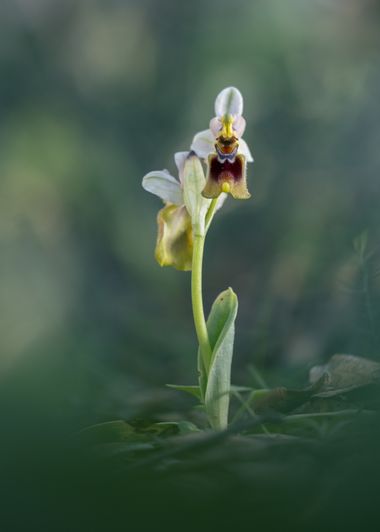 Antonio Jesús Palma Aranda en Hamelin: Flora  (Villanueva del Río y Minas), Ophrys tenthredinifera, Orquídeas 2023
Ophrys tenthredinifera

Otro ejemplar qu...