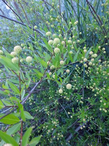 K.loresosa en Hamelin: Flora, Cephalanthus occidentalis