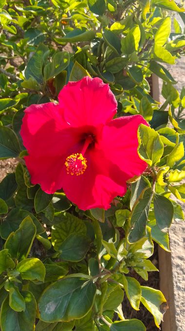 Solerantonio2 en Hamelin: Flora  (Almería), Hibiscus rosa-sinensis, Planta