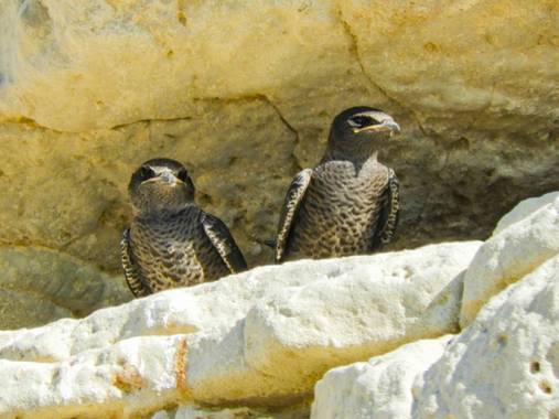 Rodrigo Tejeiro en Hamelin: Fauna  (Balneario Las Grutas), #aves21 
