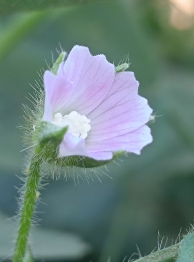 Berenicelujan en Hamelin: Flora  (La Laguna), #flora 