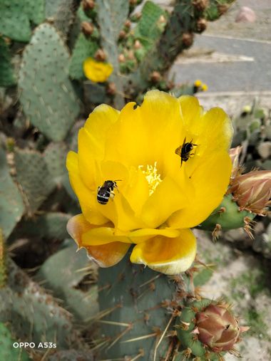 Solerantonio2 en Hamelin: Fauna  (Almería), Apis insectos