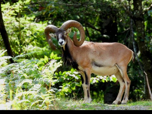 Georginaag en Hamelin: Fauna  (Camprodon), #fauna 